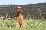 AIREDALE TERRIER 181
